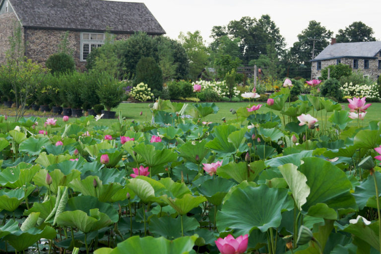 Jerry Fritz Garden Design » Garden Highlights
